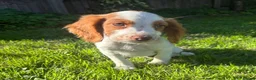 Cocker Spaniel dogs for sale: 3 cocker spaniel puppies looking for new homes  in Wisbech - Advert 11