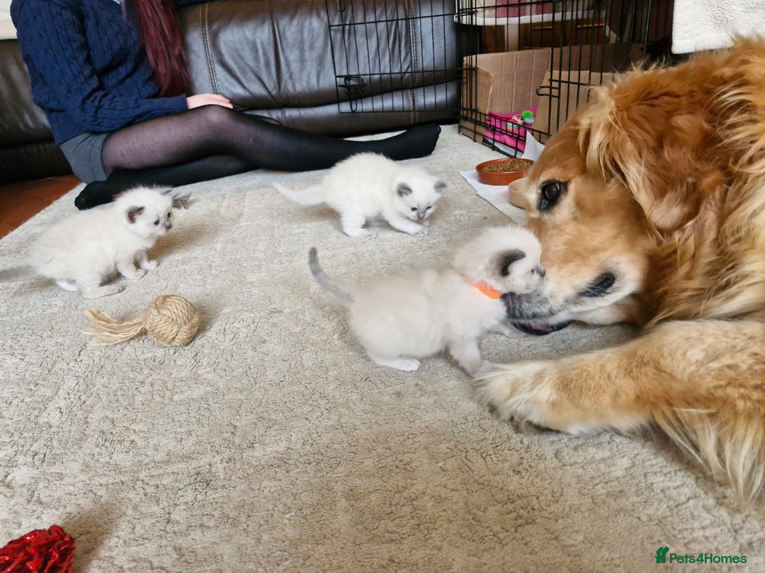 Ragdoll cats for sale: Ragdoll Kittens Available  - Image 11