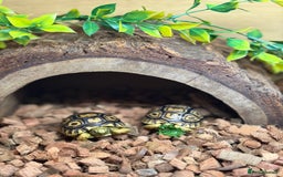 Tortoise reptiles for sale: Leopard Tortoise Hatchlings - Image 10