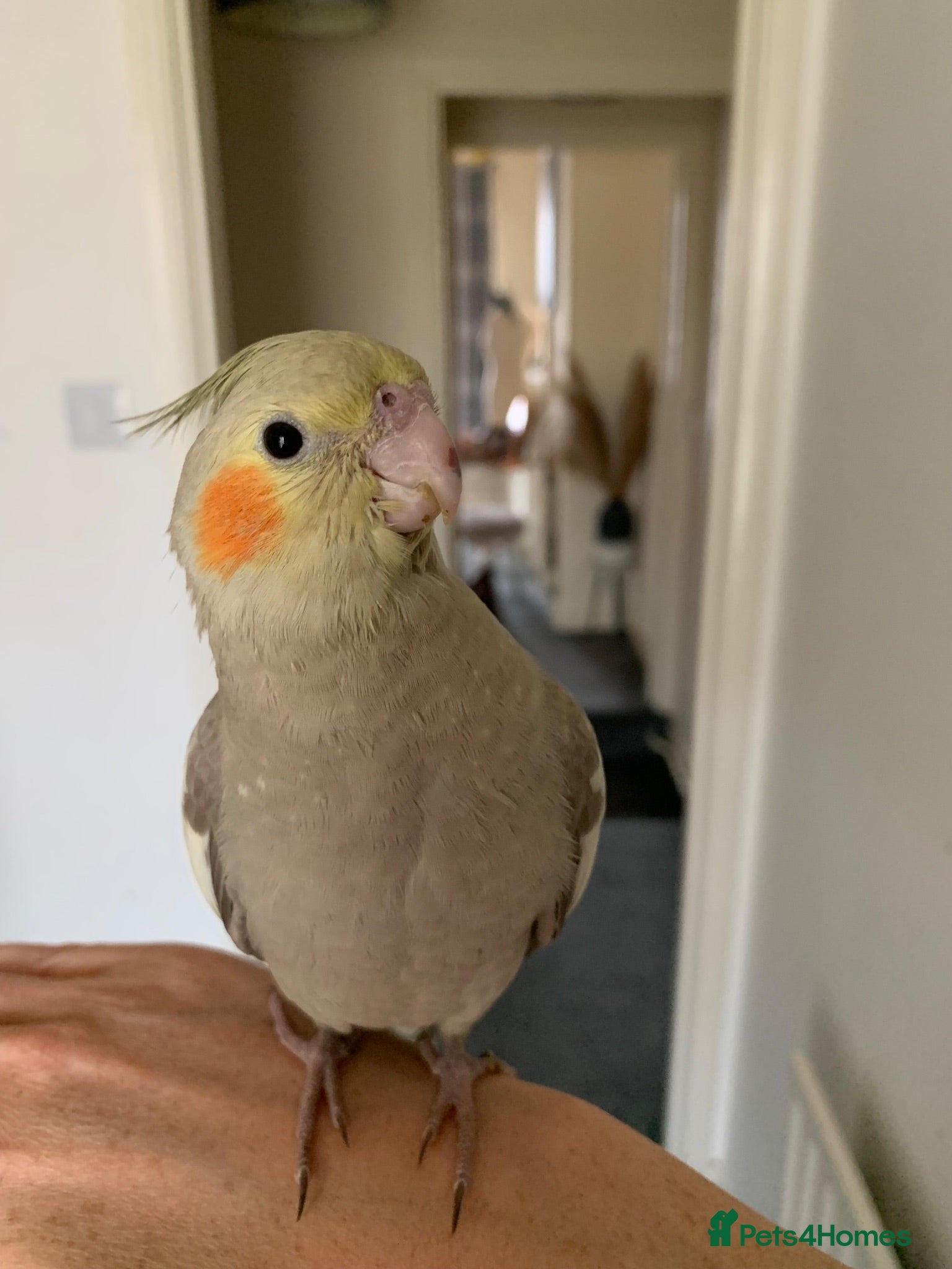 Parakeets birds 1Cockatiel & 1Kakariki left! Hand Reared Babies! - Advert 1