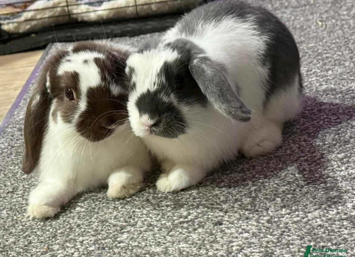 Mini Lop rabbits Mini Lops - Advert 1