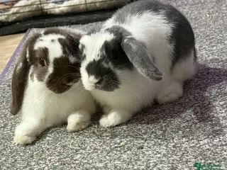 Mini Lop rabbits Mini Lops - Advert 1