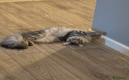Maine Coon cats for sale: 7 month old Maine coon  - Image 3