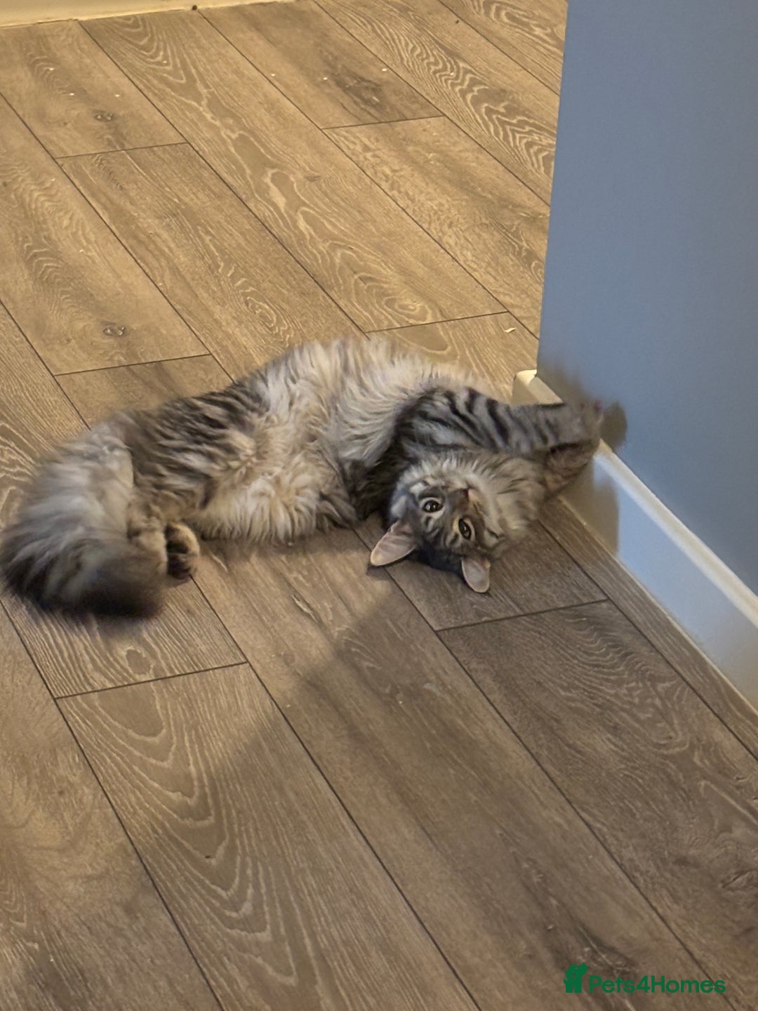 Maine Coon cats for sale: 7 month old Maine coon  - Image 3