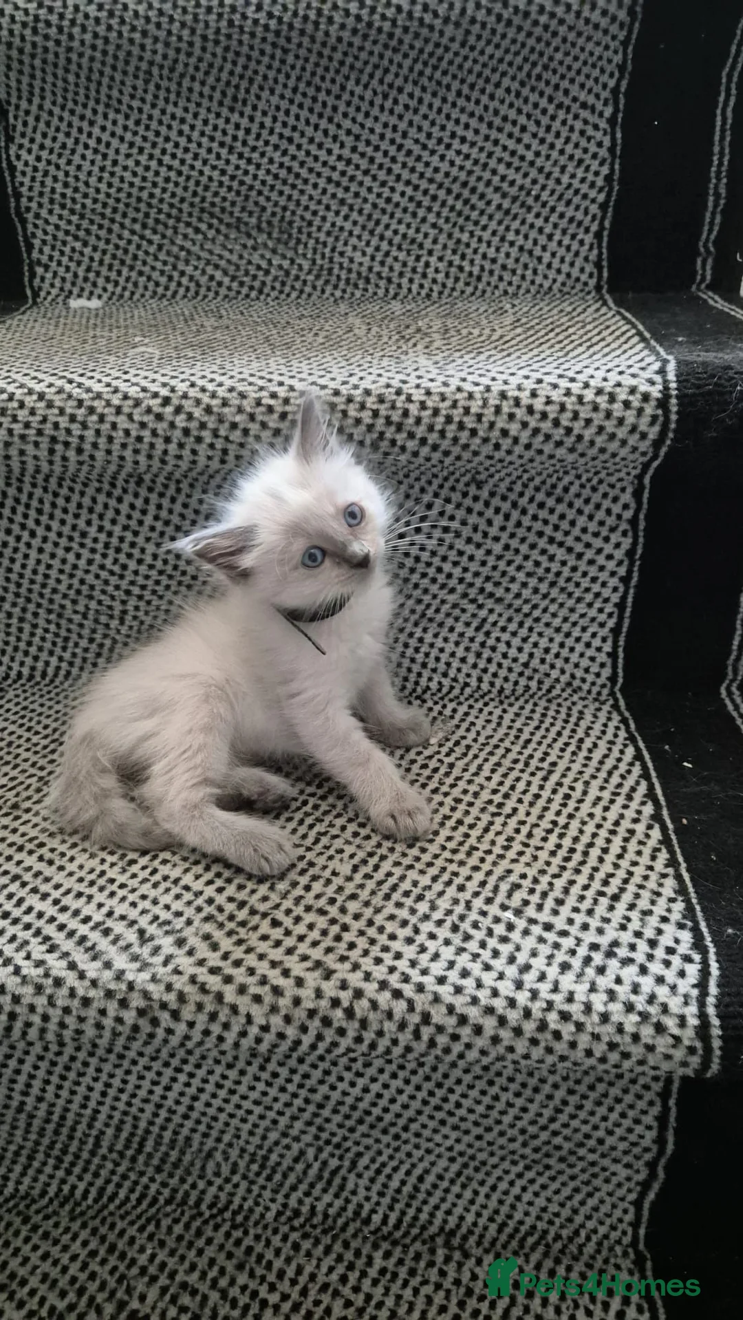 Ragdoll cats for sale: Male 3 month old ragdoll kitten flead and wormed  - Advert 2