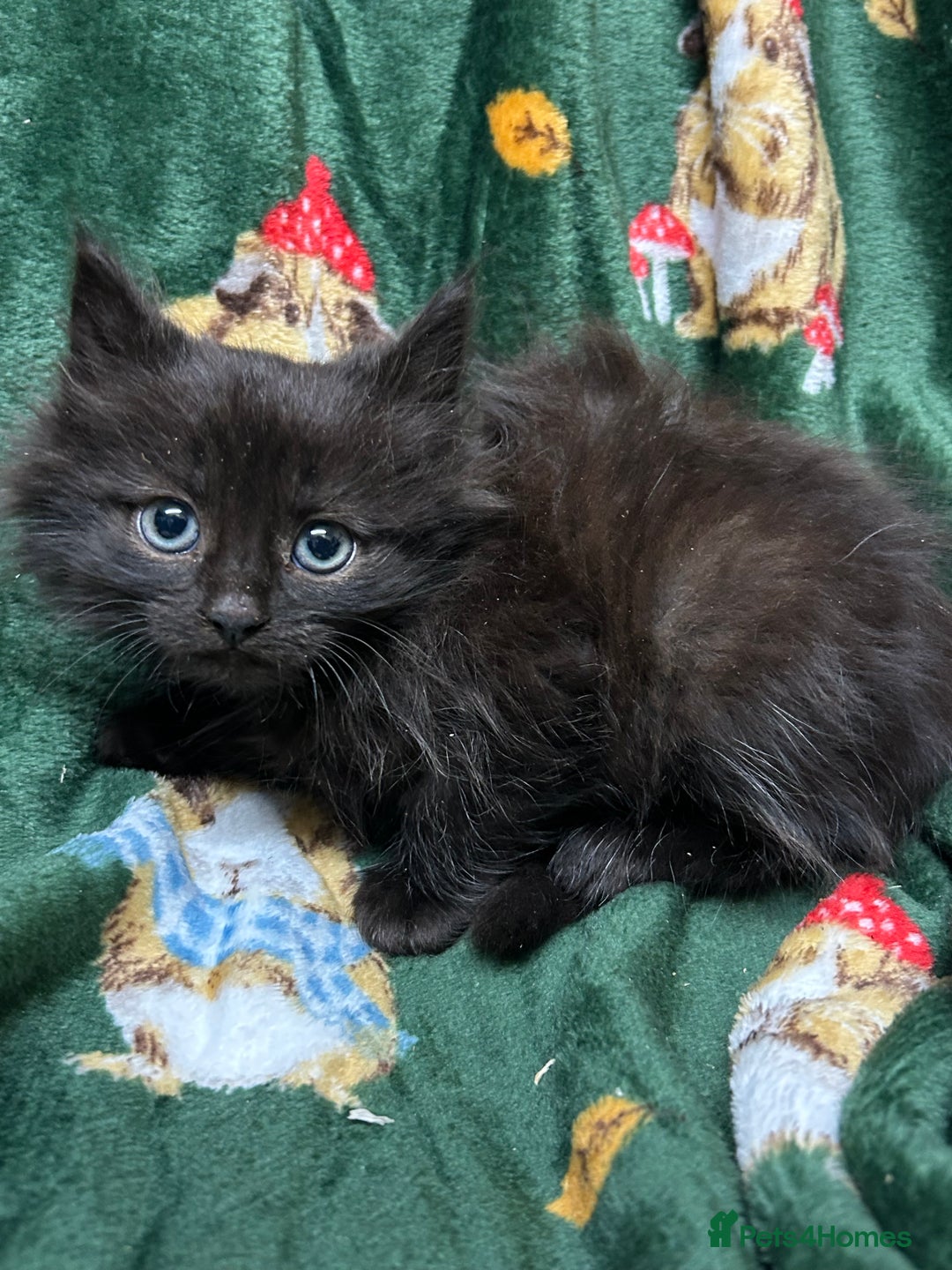 Mixed Breed cats for sale: Beautiful Healthy Kittens Ready now  - Advert 11