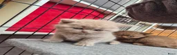 British Shorthair cats for sale: British shorthair kittens fawn and chocolate males - Advert 4