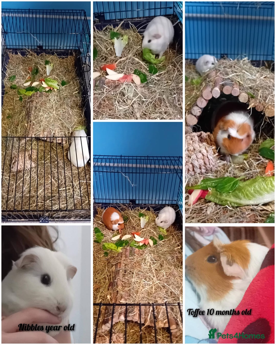 Guinea Pig rodents for sale: Guinea pigs  - Advert 1