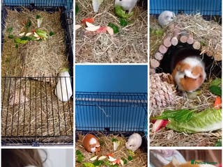 Guinea Pig rodents Guinea pigs - Advert 1