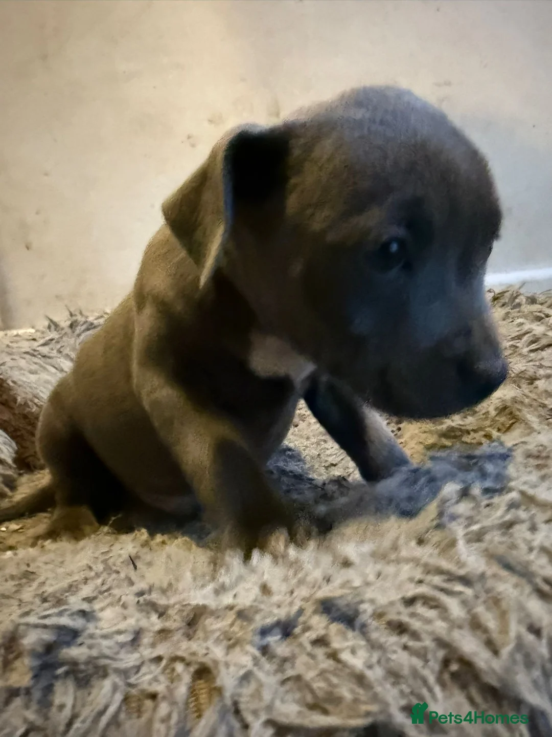 Staffordshire Bull Terrier dogs for sale: Beautiful pure bred blue staffies  - Advert 8