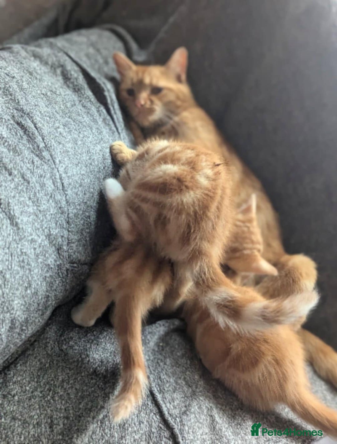 British Shorthair cats for sale: 1/4 maine coon British kittens - Image 7