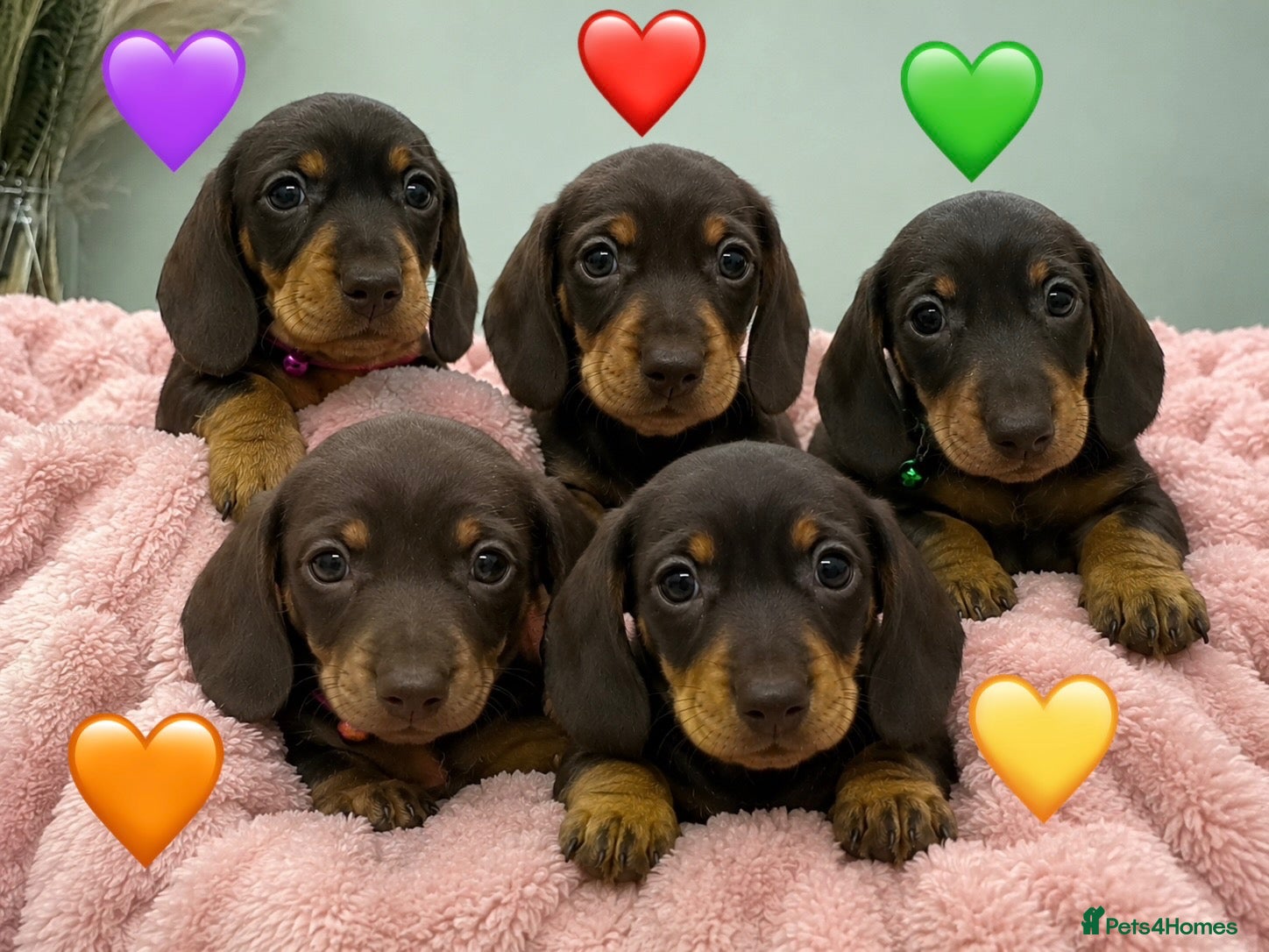Miniature Dachshund dogs ✨KC REG MINIATURE DACHSHUNDS✨ - Advert 6