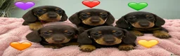 Miniature Dachshund dogs for sale: ✨KC REG MINIATURE DACHSHUNDS✨ - Advert 1