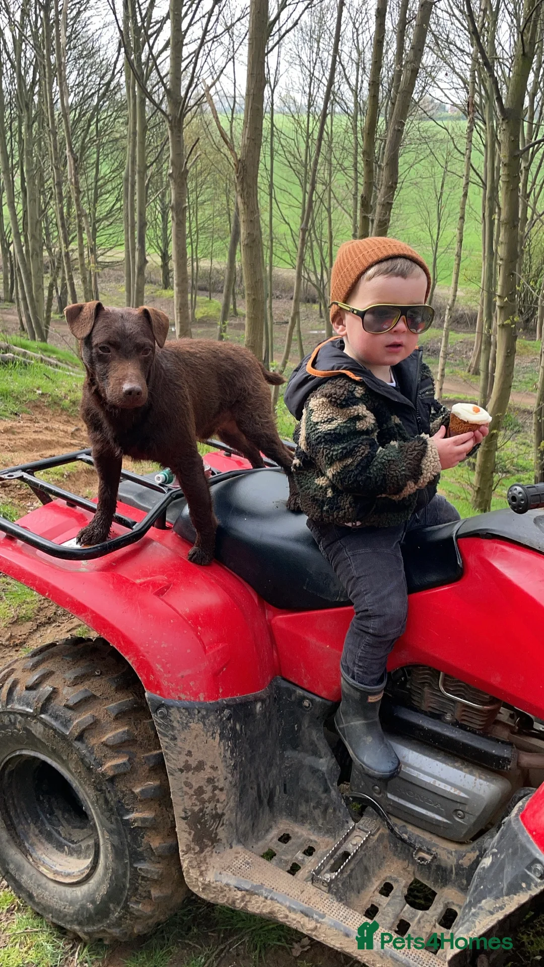 Patterdale Terrier dogs for stud: Chocolate patterdale for stud  in Doncaster - Advert 4