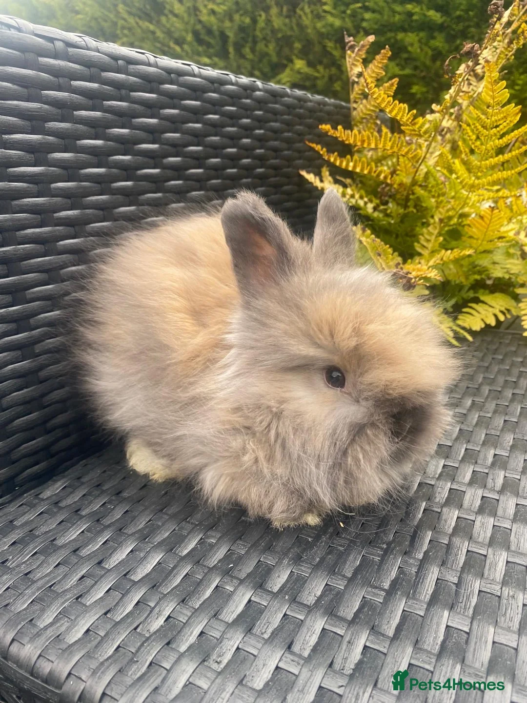 Angora rabbits for sale: Pure bred Angora bunnies £195 - Advert 2