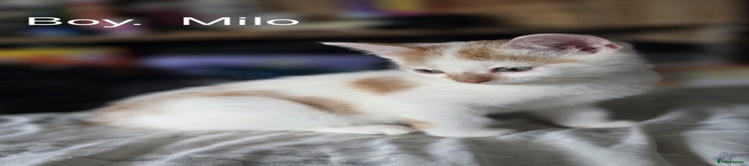 Domestic Shorthair Kitten 2