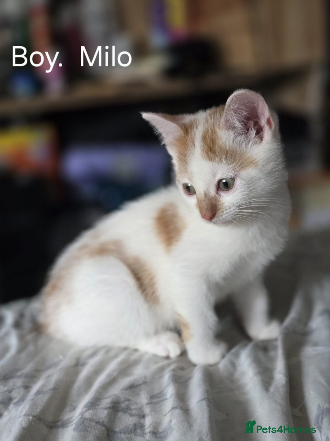 Domestic Shorthair cats for sale: Kittens for sale  - Image 5