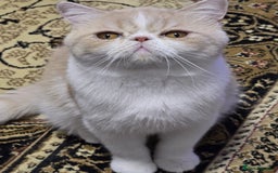Exotic cats for sale: Cream and White Pedigree Exotic Shorthair in London - Image 4