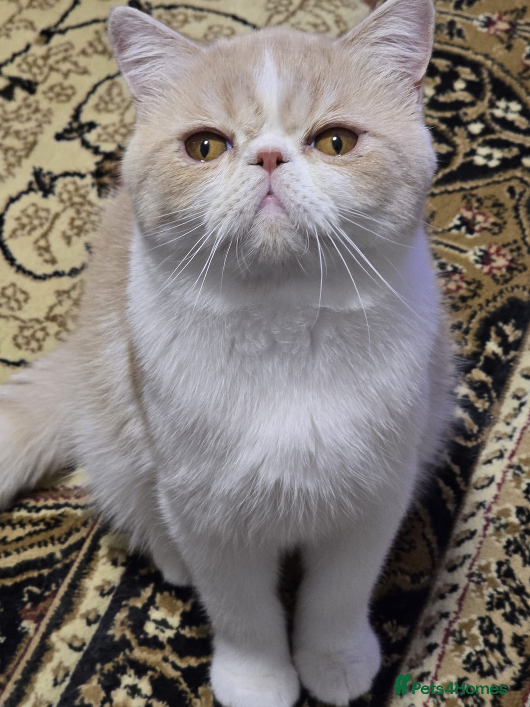 Exotic cats for sale: Cream and White Pedigree Exotic Shorthair in London - Image 4