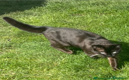 Bengal cats for sale: 2 Sweet Girls NOT spayed  - Image 11