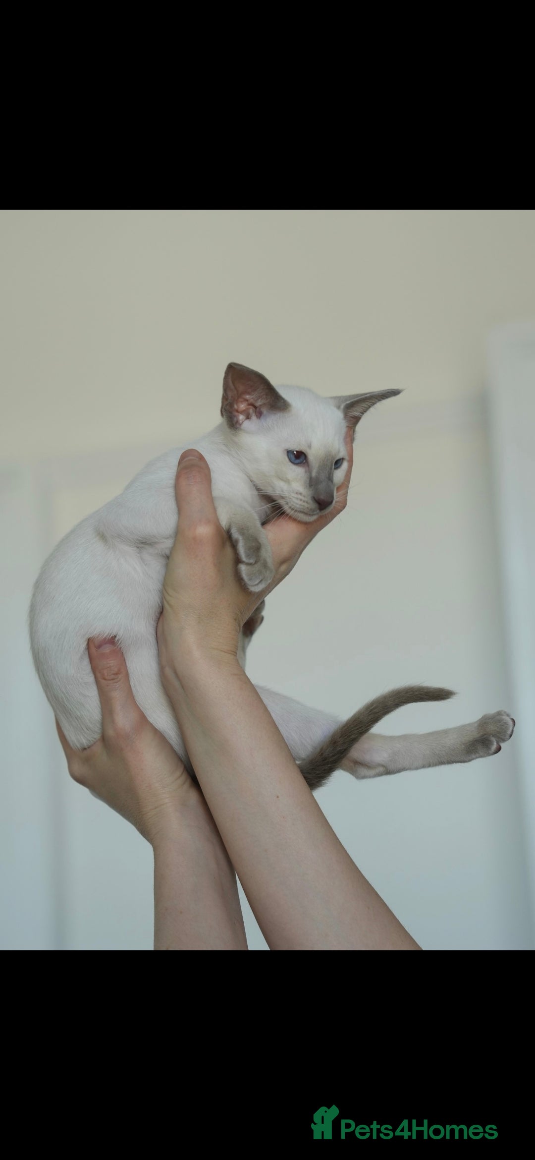 Oriental cats for sale: Stunning beautiful Oriental kitten BOY - Image 11