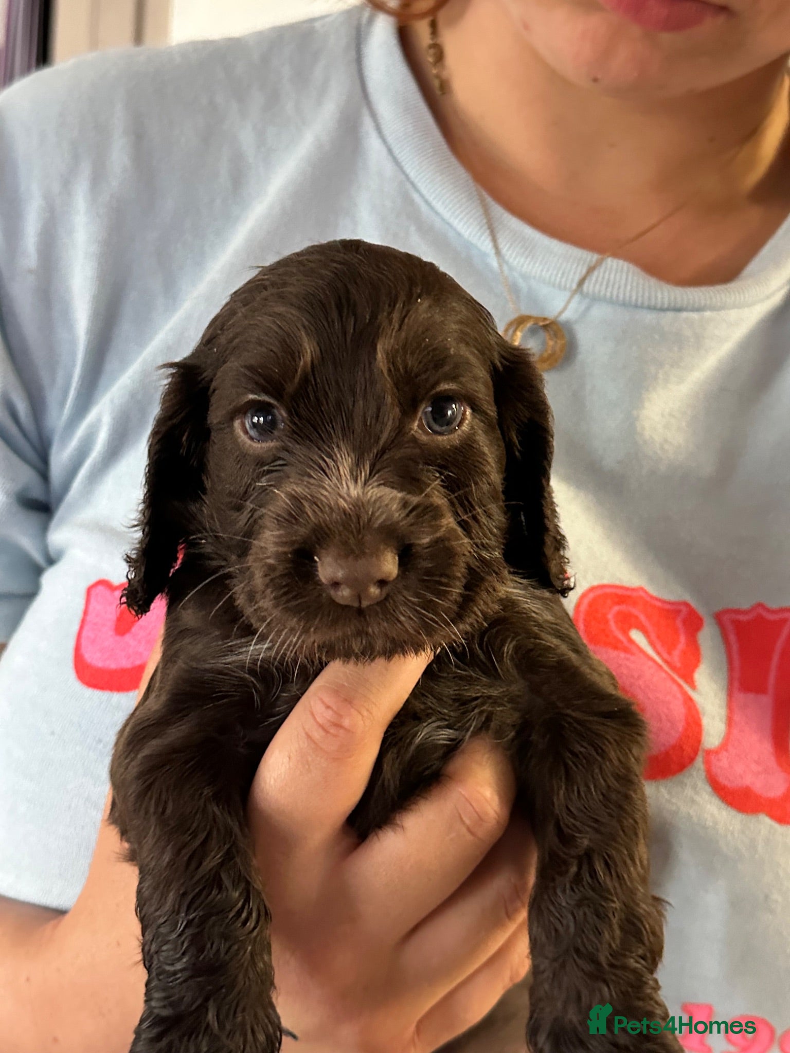 Cocker Spaniel dogs KC registered show type cocker spaniels  - Advert 1
