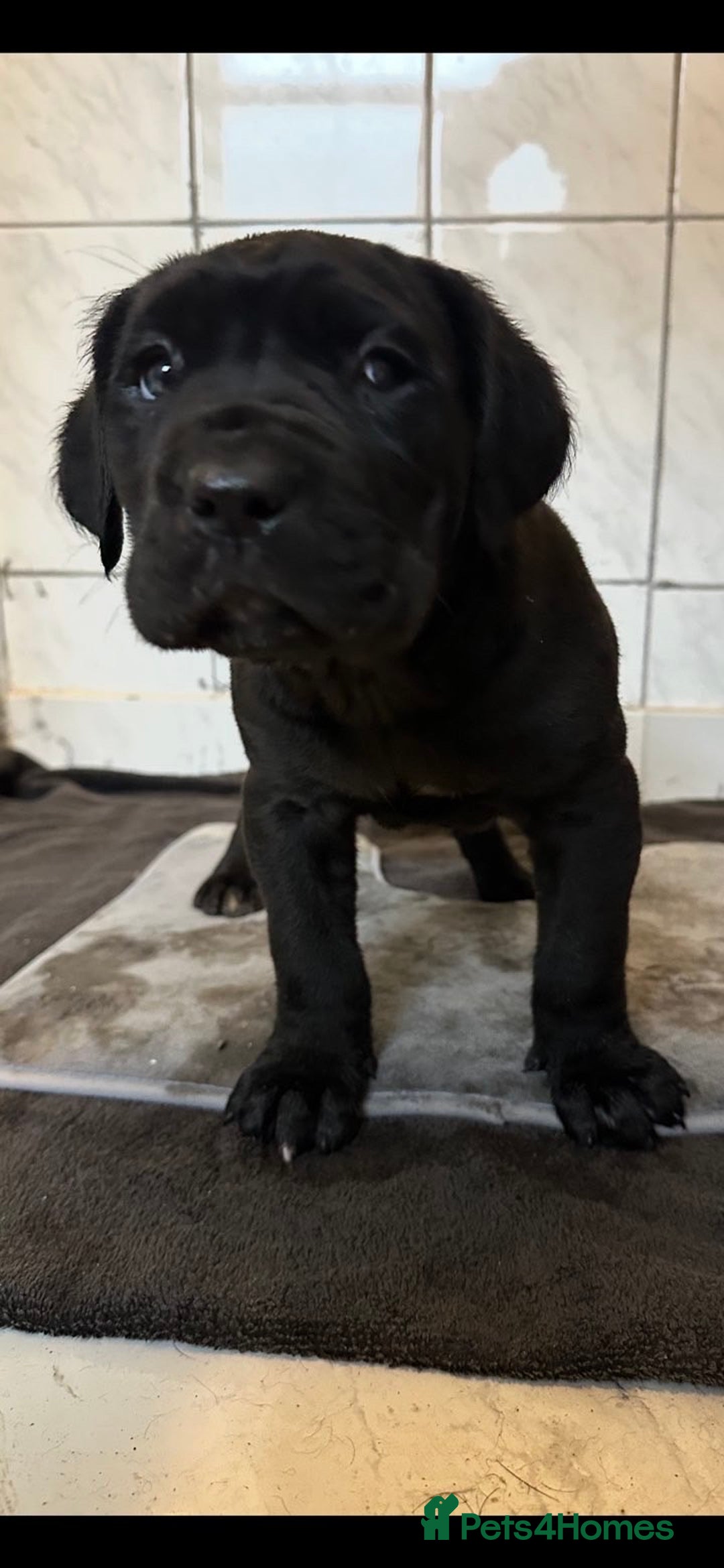 Cane Corso dogs for sale: Stunning litter of 9 - Advert 15