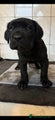 Cane Corso Puppy 9