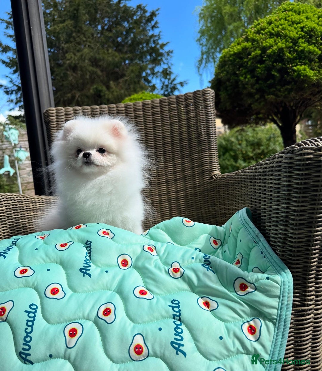 Pomeranian dogs for sale: Pomeranian Last Boy - Image 26