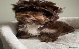 Yorkshire Terrier dogs for sale: Colorful Yorkshire Terrier puppies for sale - Advert 37