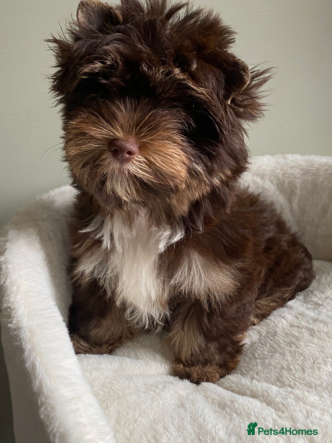 Yorkshire Terrier dogs for sale: Colorful Yorkshire Terrier puppies for sale - Advert 37