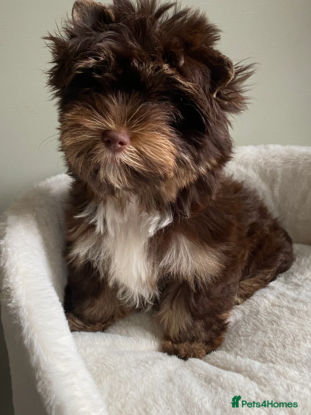 Yorkshire Terrier dogs for sale: Colorful Yorkshire Terrier puppies for sale - Advert 30