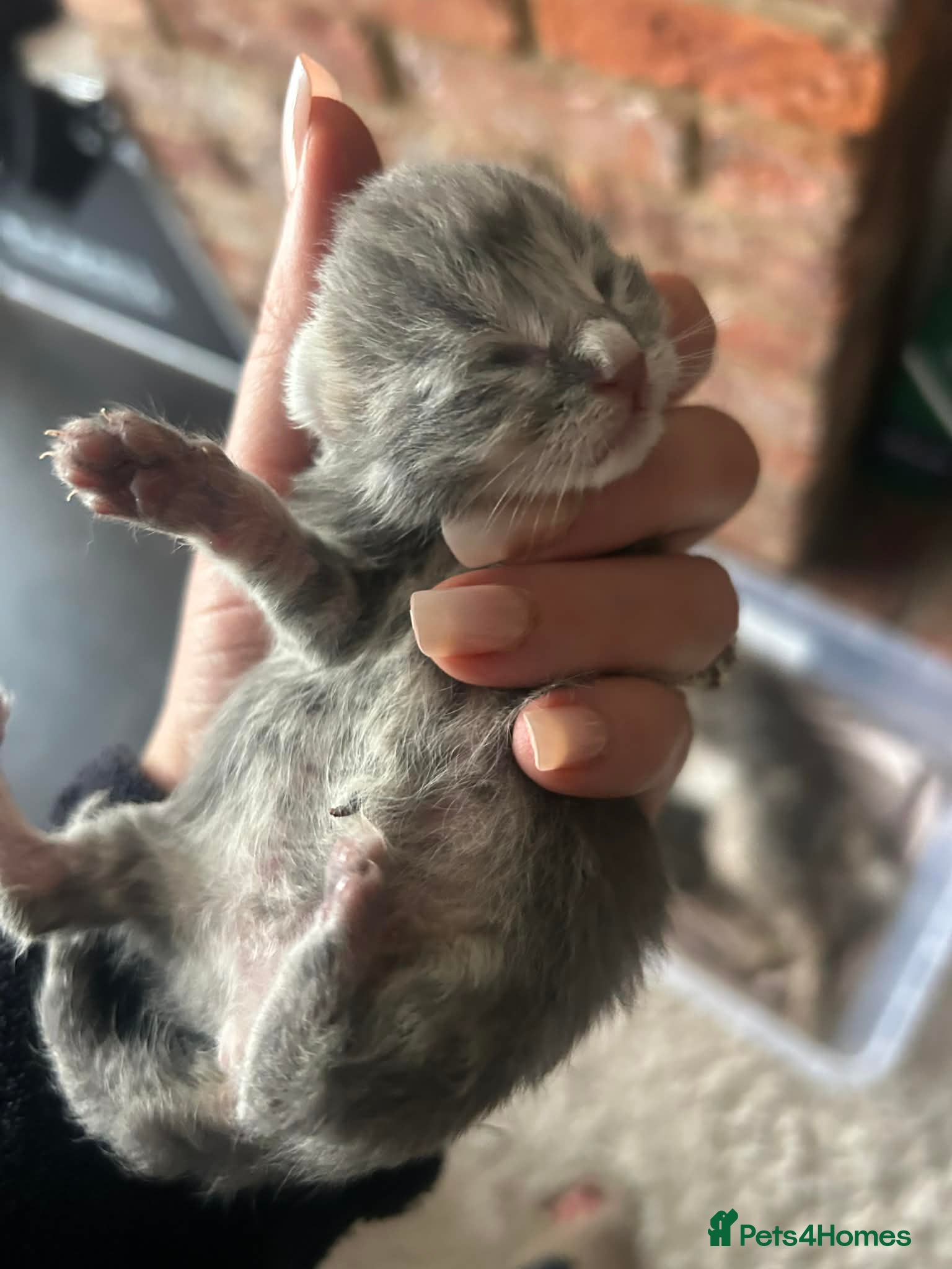 Maine Coon cats Mainecoon kittens grey smoke coats  - Advert 16