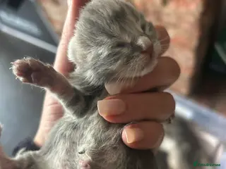 Maine Coon cats Mainecoon kittens grey smoke coats - Advert 16