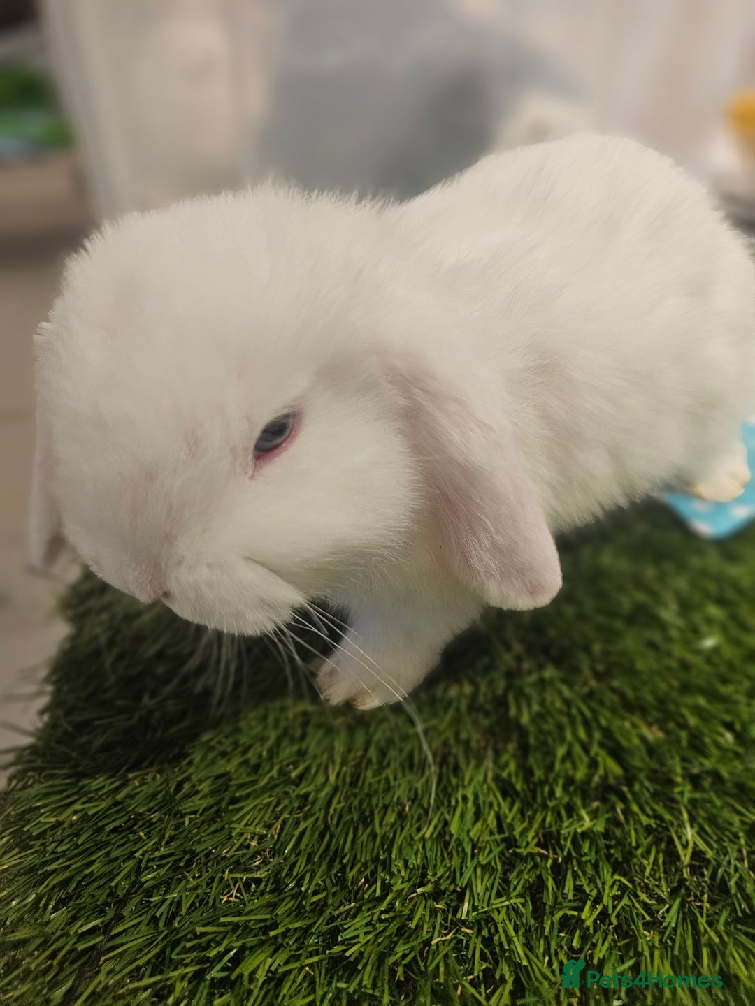 Mini Lop rabbits for sale: Pure Mini Lop Babies  - Advert 3