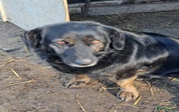 Mixed Breed dogs for adoption: Beautiful and Gentle LOLITA - for a Loving Home - Image 15
