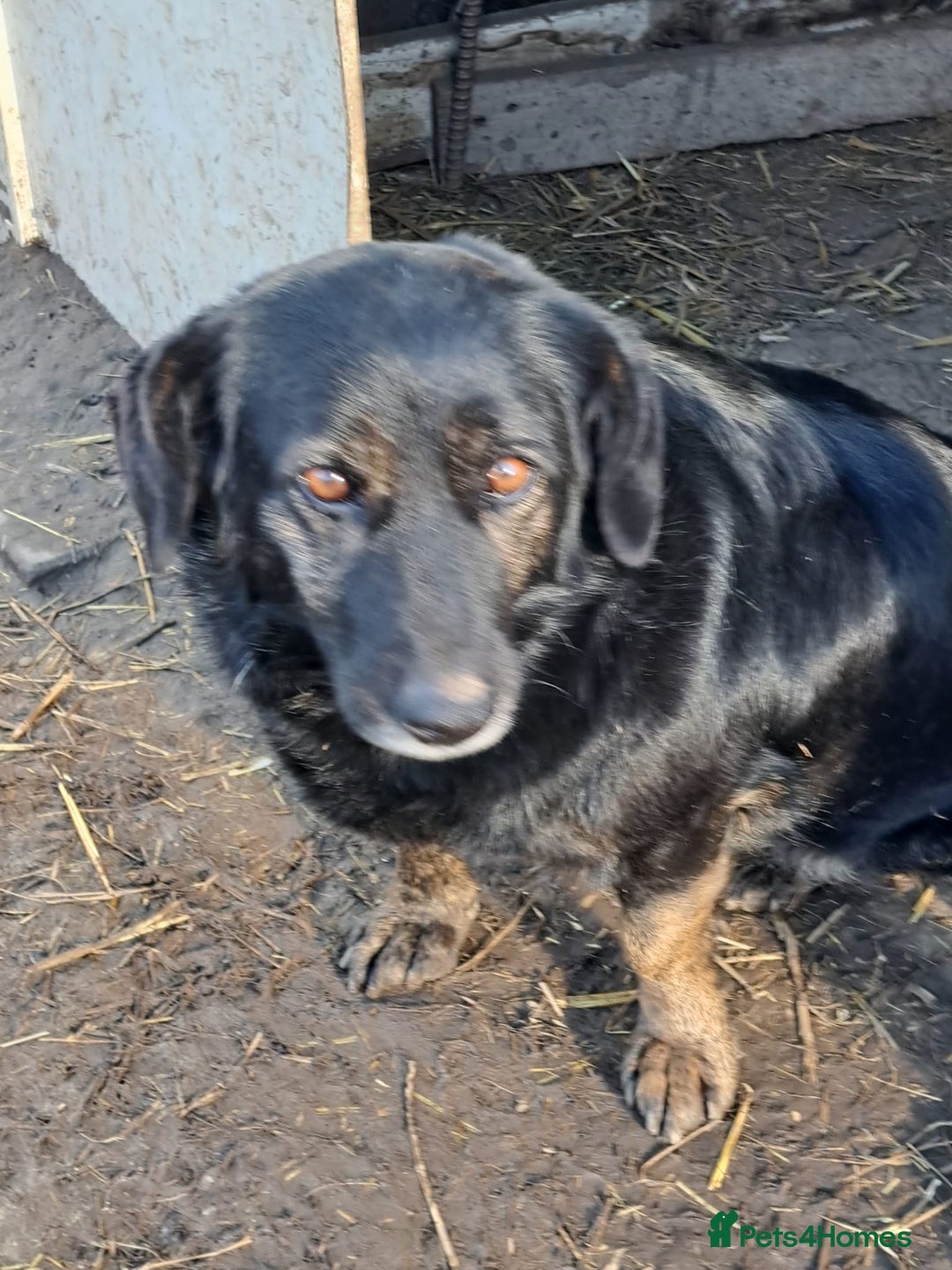 Mixed Breed dogs for adoption: Beautiful and Gentle LOLITA - for a Loving Home - Image 15