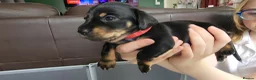 Miniature Dachshund dogs for sale: Dachshund puppies - Advert 12