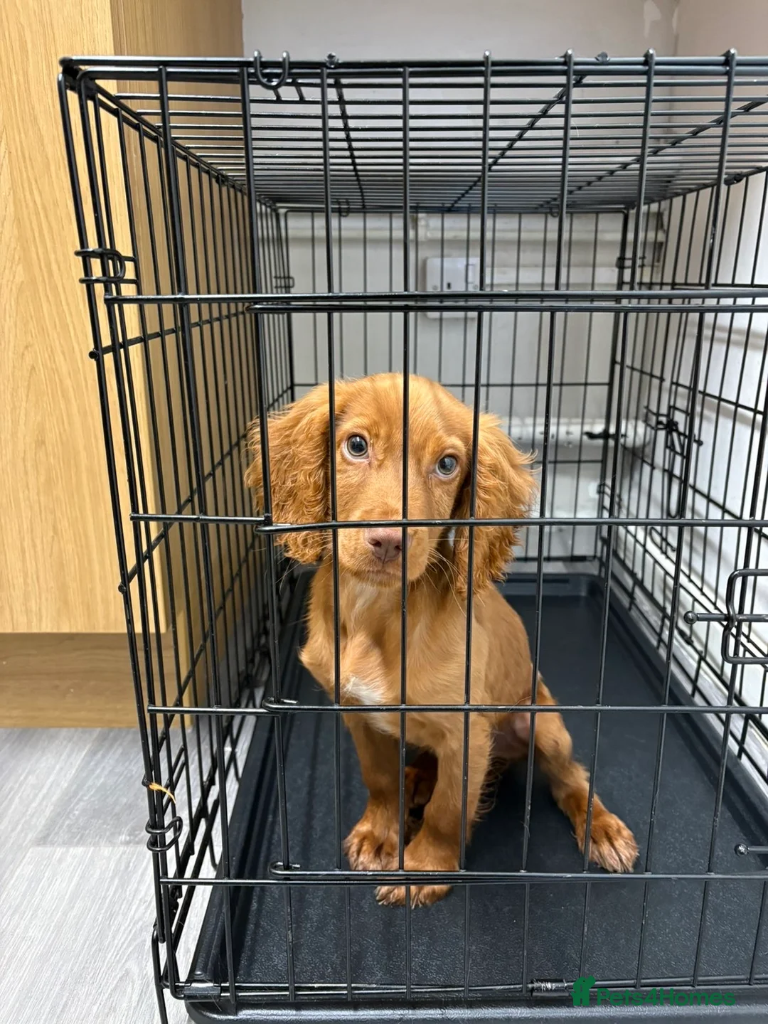 Cocker Spaniel dogs for sale: Cocker spaniel - Advert 8