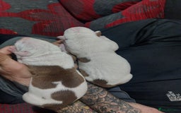 American Bulldog dogs for sale: Beautiful American bulldog puppies  - Image 3