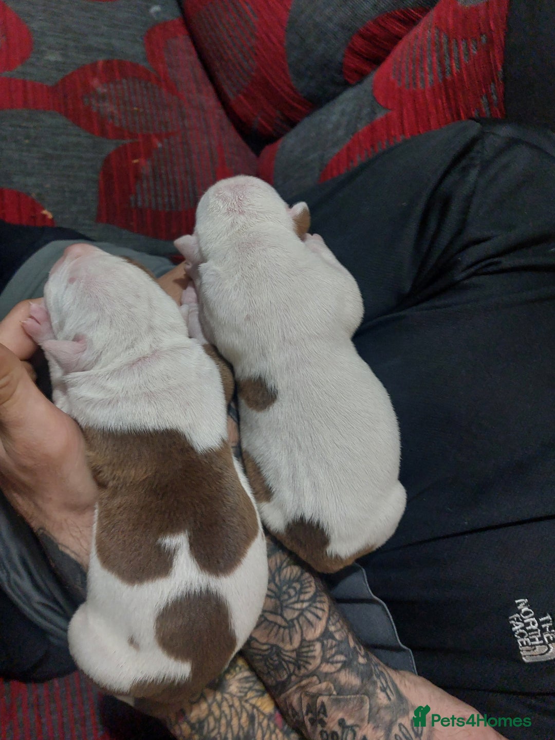 American Bulldog dogs for sale: Beautiful American bulldog puppies  - Image 3