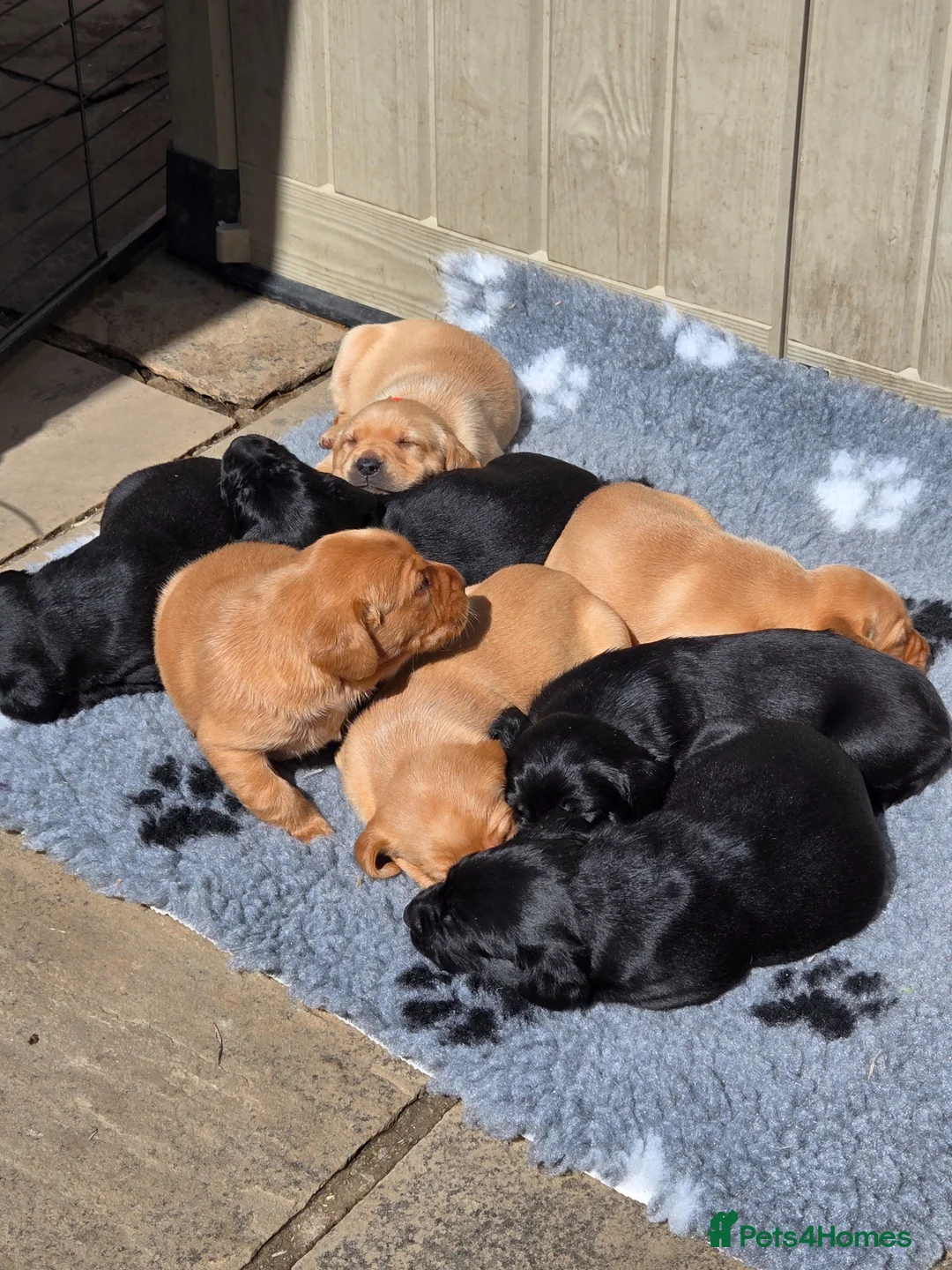 Labrador Retriever dogs for sale: Exceptionally well bred KC reg Working Labradors - Advert 1
