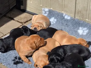 Labrador Retriever dogs Exceptionally well bred KC reg Working Labradors - Advert 1