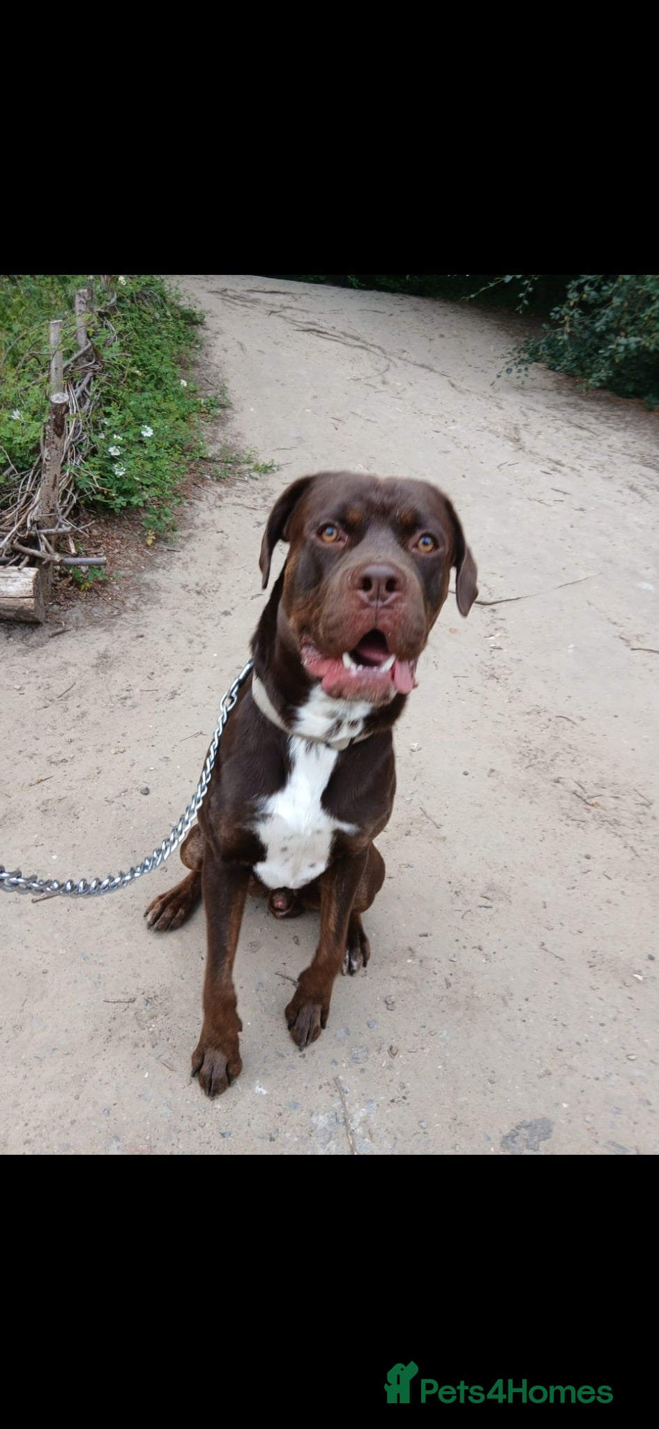 Mixed Breed dogs benson - Advert 2