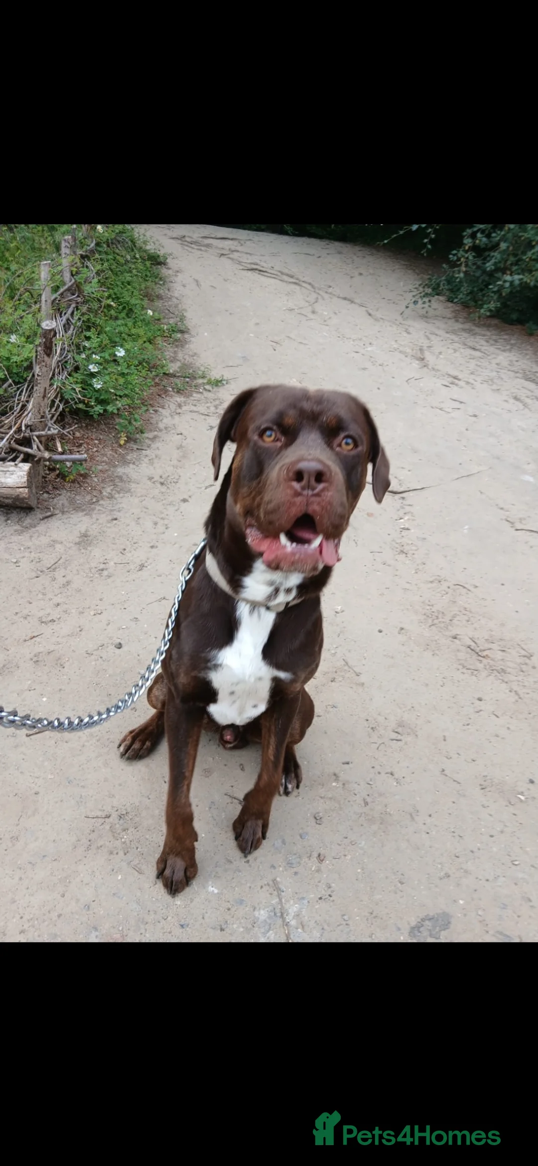 Mixed Breed dogs for sale: benson - Advert 1