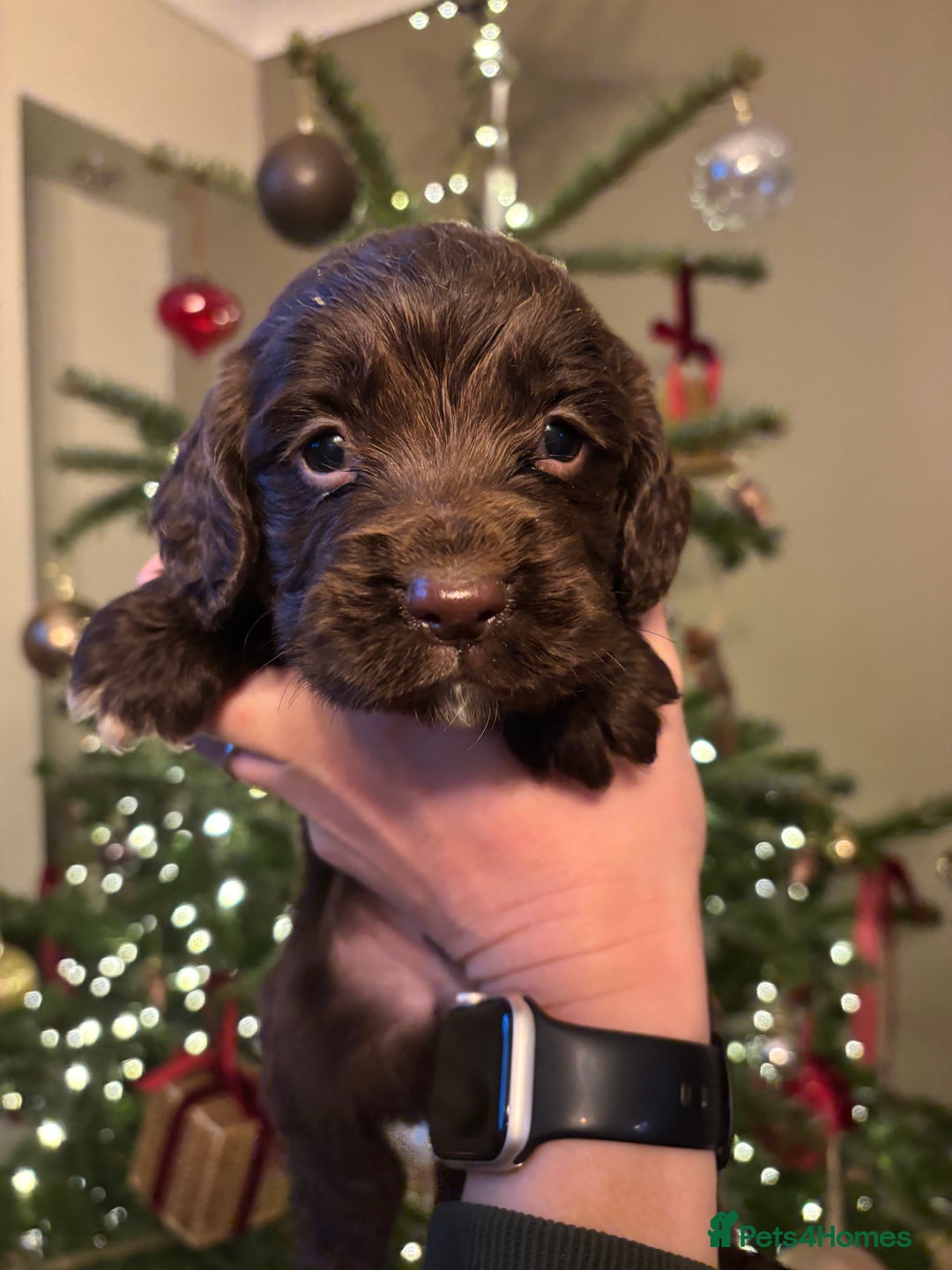 Sprocker dogs for sale: 6 Beautiful Sprocker Spaniels with KC reg parents  - Advert 10