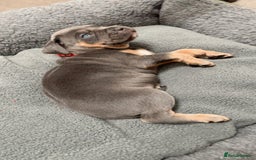 Cane Corso dogs for sale: CANE CORSO TOP QUALITY STRAJANO BLOODLINE FERMINTO - Advert 6