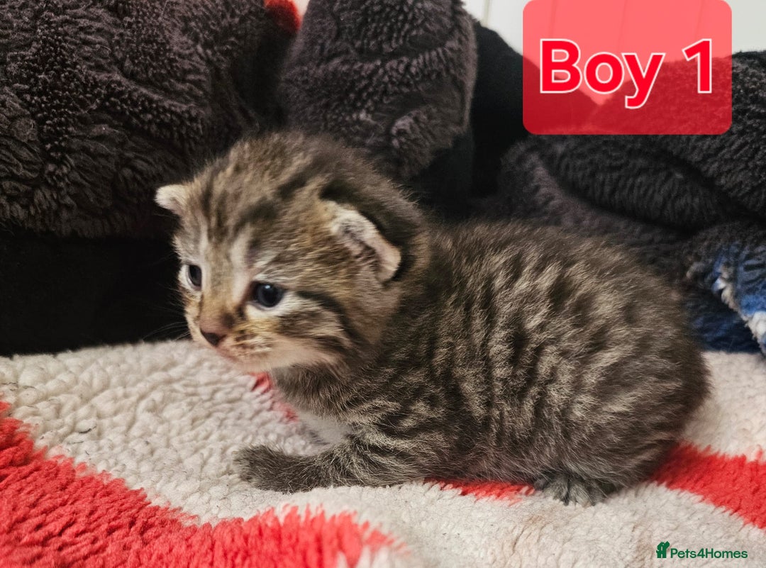 Mixed Breed cats for sale:  Kittens😹🐱😻collection on August 24 and 31. - Image 5