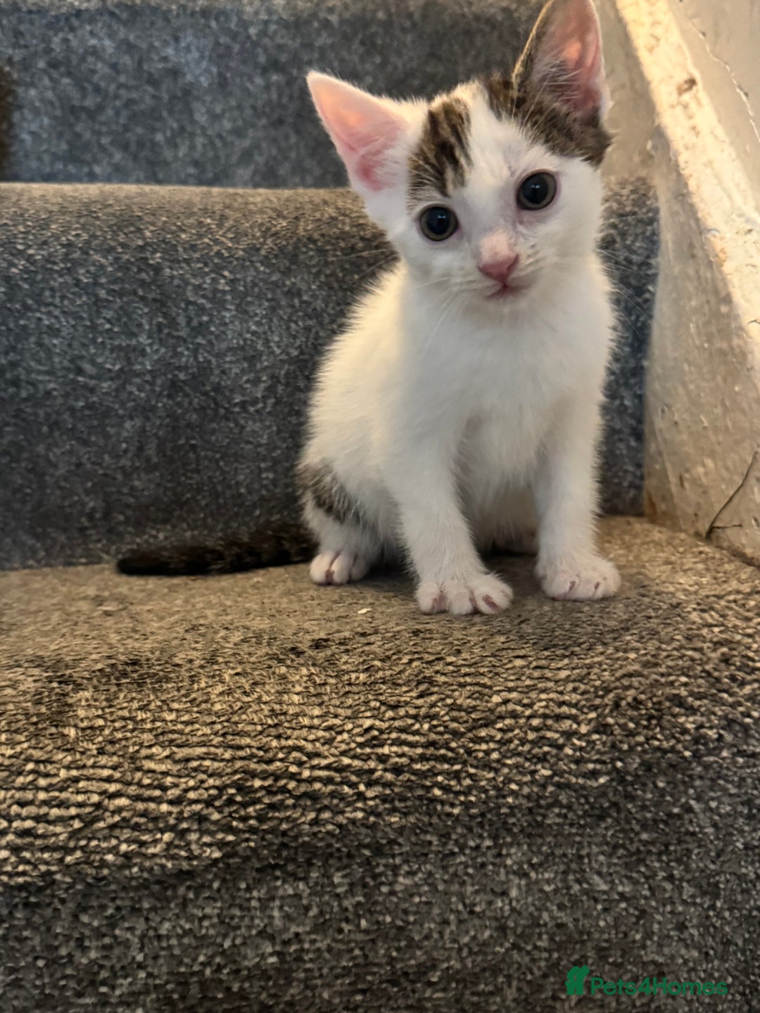 Mixed Breed cats for sale: 3 adorable little kittens ready for forever homes - Image 3