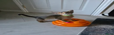 Abyssinian Kitten 2
